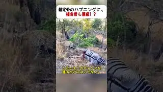 想定外のハプニングに、捕食者も困惑！？ #野生の瞬間 #サバンナの日常 #ヒョウの狩り #珍事件 #動物ハプニン