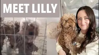 We adopted a rescue dog from China | Dog adoption Q&A