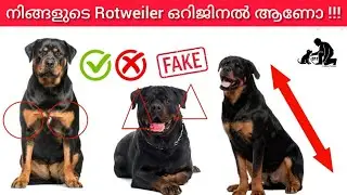 Rottweiler Malayalam Review Identify Pure Rottweiler | Rottweiler Malayalam Review