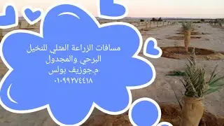 أفضل مسافات للزراعة بين أشجار النخيل