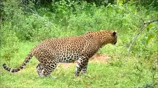 Leopards at Yala National Park, Sri Lanka, 24 December 2011