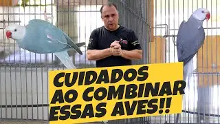 5 REGRAS PRA VOCÊ COMBINAR O RING NECK CLEARTAIL