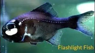 Flashlight fish | Wild Fishing Exciting, Easy Catch Big Fish |