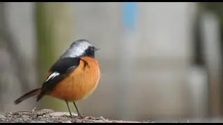 Good Morning Bird, Wildlife,Small Bird, Animal,Bird Sound, Bird Nest, Environment, Whatsapp  Status