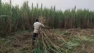 ये चारा लगाइये पूरे साल उत्पादन मिलता रहेगा और चारा लगाना भूल जाएंगे #napiergrass #napier #kisan