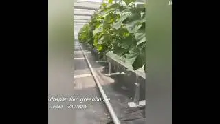 Multispan Film greenhouse