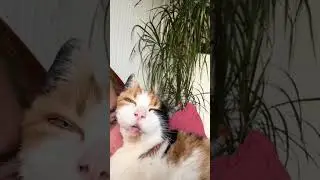 @shanhoward5: Some recent action from the lady of the house #cat  #catlover #kitty