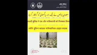 Saudi police arrested one Pakistani drug handler in jizan province