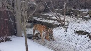 Cold day at the Cleveland Zoo #zoo #animals #cats