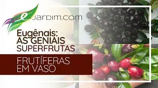 Eugênias - AS GENIAIS Superfrutas e Suas 9 Seções - Frutíferas em Vasos