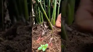 # medicinal# shoots# picking# from# soil# garden# agriculture# satisfying# farming# agro# short