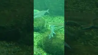 Ein sch&ouml;ner gro&szlig;er St&ouml;r, der auf dem Boden des Aquariums ruht