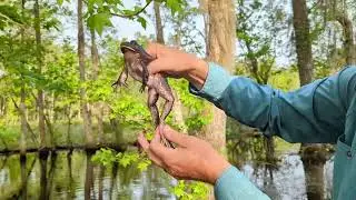 Catching a Bullfrog in a Turtle Trap