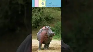 Գ, գ [ gə ] &ndash; գետաձի [ getadzi ] = Hippo | Armenian Flashcards | Reading Practice