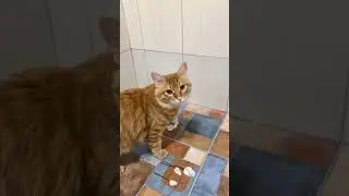 Cats are skilled imitators