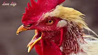 Avian Influenza in Poultry Explained | Causes, Symptoms, Prevention & Control