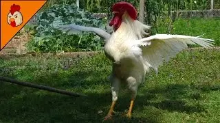 Rooster Crowing in the Morning - Leghorn Rooster - Chicken Sounds and Noises