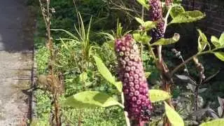 Pokeberry fruit - Phytolacca - Fj&oacute;lubl&aacute; ber -  Gar&eth;sk&aacute;laplanta - Sumarbl&oacute;m - Eitra&eth;ar pl&ouml;ntur
