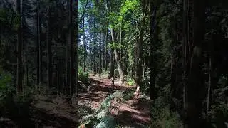 Insanely Satisfying Tree Cutting with Chainsaw