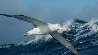 Albatross 🕊️:The ocean's flying champions   #video#albatross#animals#facts#birds#wildlife#nature#new