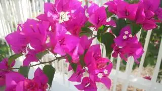 Roadside Trees and Flowers of Saint Martin