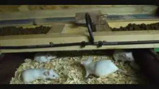 LFF's First Rodent Room Video!! ( mouse and rat rack) breeding mice