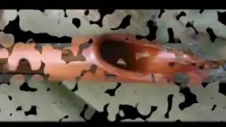 Nine Feathers Flute
