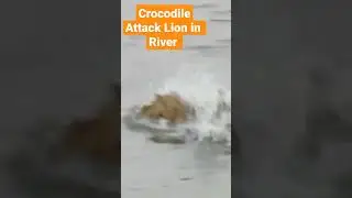 Crocodile Attack Lion in River  #shorts  #river  #crocodile  #attack