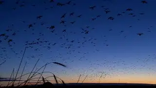 My first duck: a conservation commitment borne from a hunter&rsquo;s first harvest