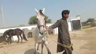  Beautiful Horse 🐎🐎Power || Amazing and Interesting video