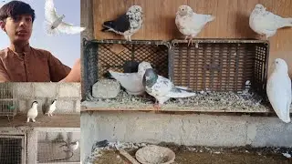Pigeon baby agaye,😍🥰