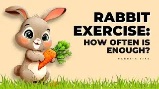 The Importance of Rabbit Exercise Frequency