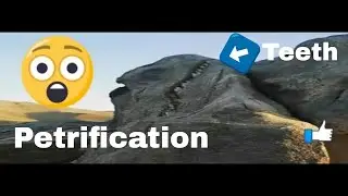 Giant petrified animals #shorts