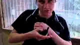 Restraining guinea pig for general body examination