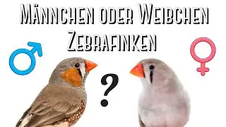 Ist mein Zebrafink ein M&auml;nnchen oder Weibchen?