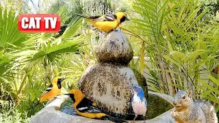 КОШЕЧНОЕ ТВ | 🐦 Купающиеся птицы, 🐭 Жующие мыши и 🐿️ Бегающие белки | Видео для кошек | Собака ТВ