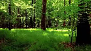 Пение соловья. Песнь №4.