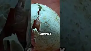 This individual found a bird&rsquo;s nest on the ground #shorts #rescue #animals
