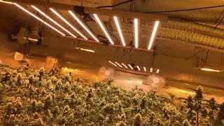 AV800 Vertical Adjustable Hydroponic Folding Full Spectrum Led Grow Light For Indoor Plants