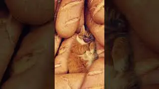 #cute #cat #reality#reaction #trending#trendingshort #shorts#winter#video#catvideos#funny#funnyvideo