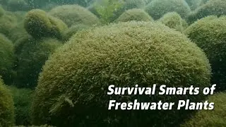 Survival Smarts of Freshwater Plants.