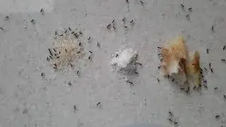 innate behavior pada semut dengan rangsangan makanan (ilmu perilaku hewan)