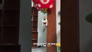 Reaching new heights of cuteness&mdash;literally  🎈😻#PawsInTheAir #catadventures #FloatMode