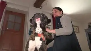 Masseuse pour animaux, elle les soulagent et leur apportent du bien-&ecirc;tre