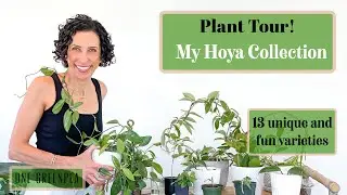 Hoya houseplant tour! 13 varieties ranging from common to rare