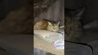 Мы пришли к компромиссу🤔😱😋#шорты #кот #стэтхэм #видео #короткометражныйвидео #стиль #юмор #цитаты...