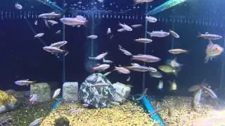 The best selling species of aquarium fish!