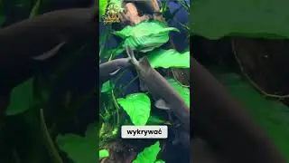 MRUK PETERSA TO RYBA Z TRĄBĄ!