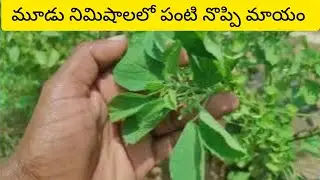 Kuppintaku pippintaku uses acalypha indica teeth pain in Telugu pippipannu 