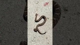 Sneak is danger #sneako #sneakers #sneak #snek #sap #google #viral @snake @geme